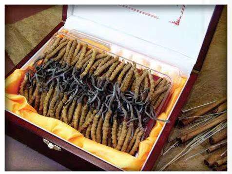 道里冬虫夏草回收